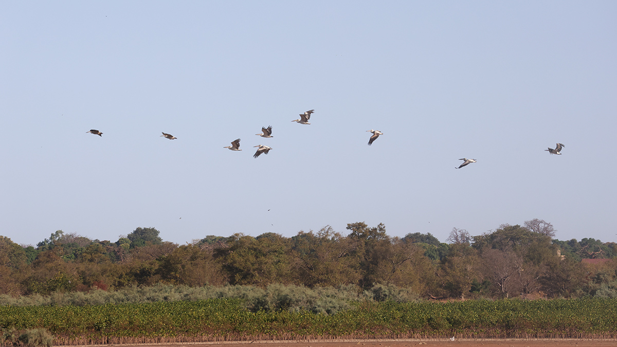 Pink-backed Pelican